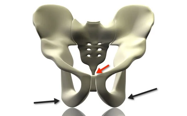 ischions fessiers coccyx