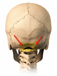 Back of the skull
