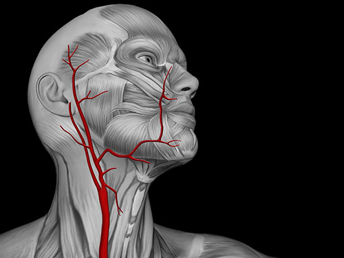 carotid artery